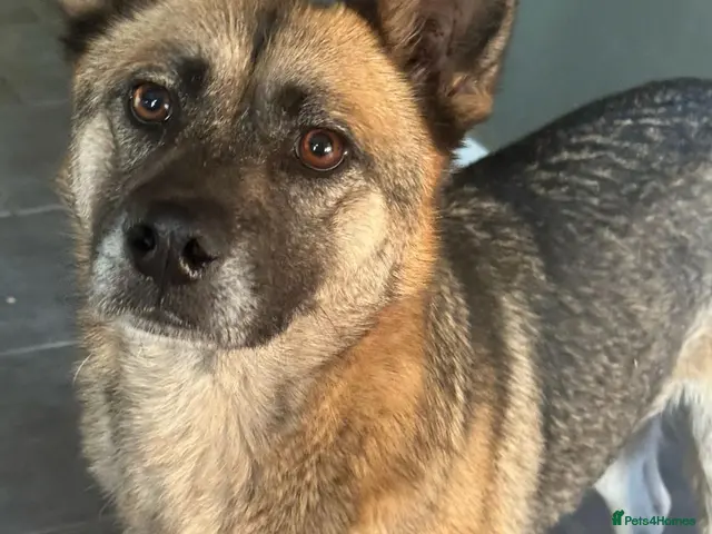 Mixed Breed dogs Gorgeous Emilia ready for a new home! - Advert 1