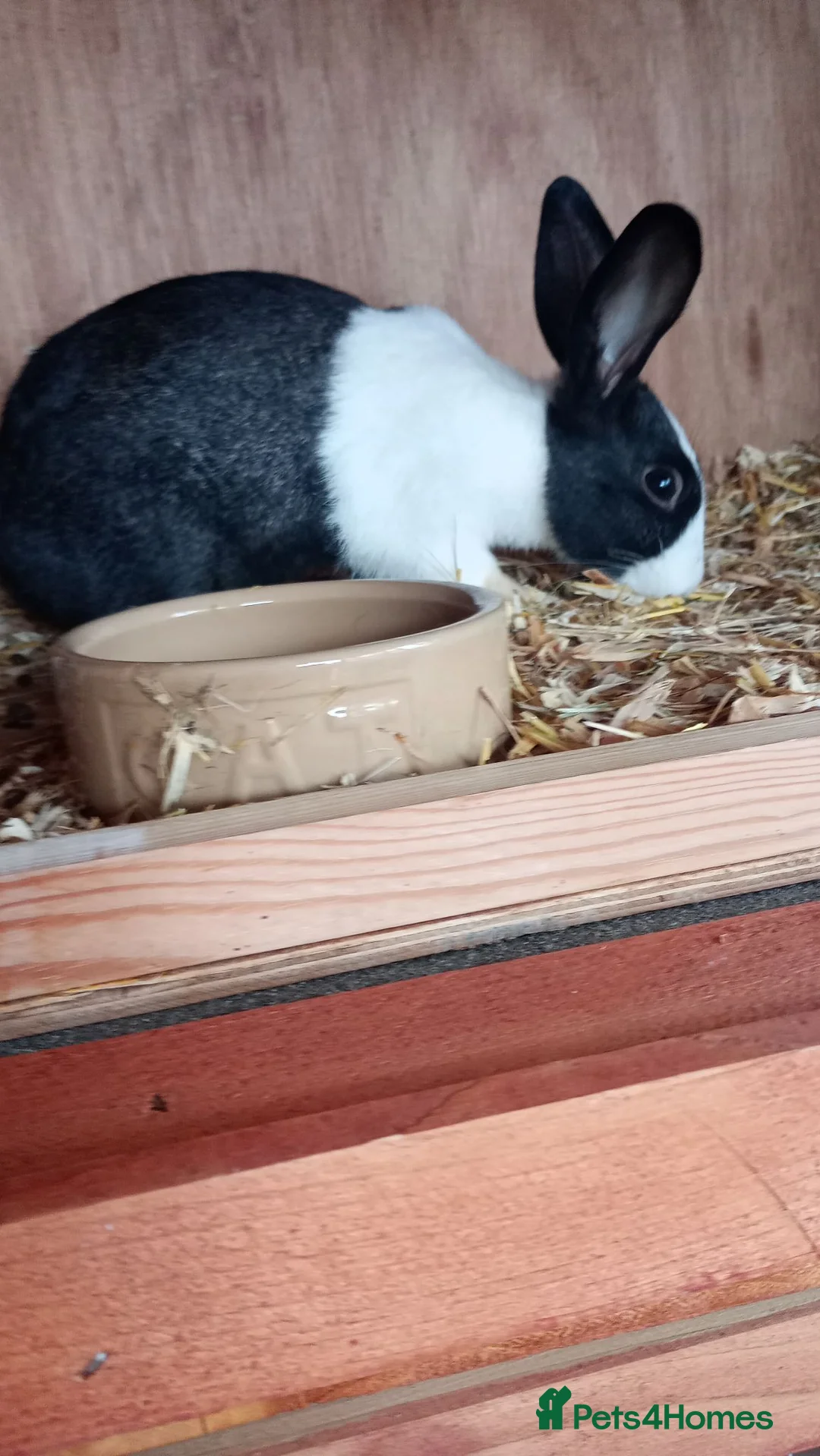 Dutch rabbits for sale: Dutch Does - Advert 2