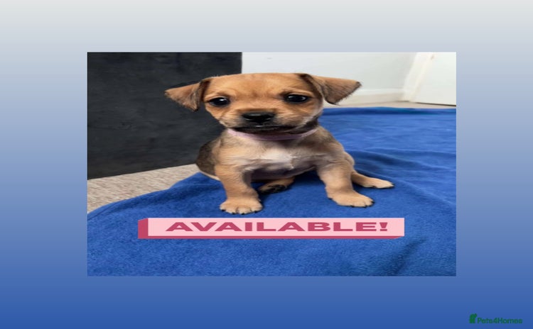 Mixed Breed dogs - Advert 1
