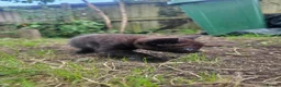Mixed Breed cats for sale: 5 beautiful kittens  - Advert 3
