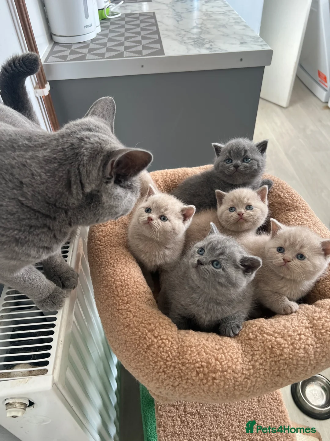 British Shorthair cats for sale: 🐈Beautiful GCCF Registered 🐈 British Shorthair in Warminster - Advert 1