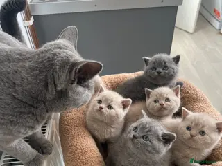 British Shorthair cats 🐈Beautiful GCCF Registered 🐈 British Shorthair - Advert 1