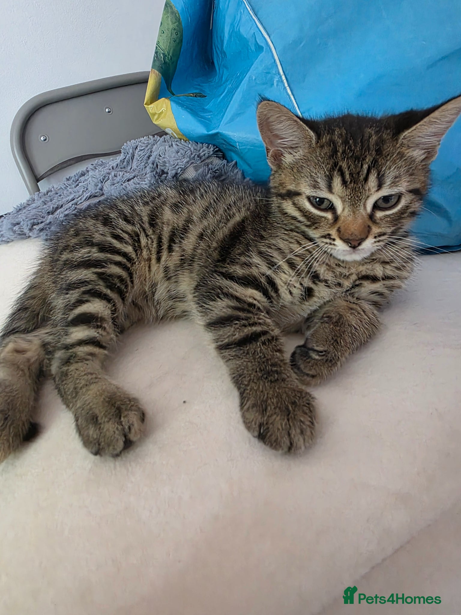 Mixed Breed cats 2 kittens for sale. 1 boy 1 girl. - Advert 1