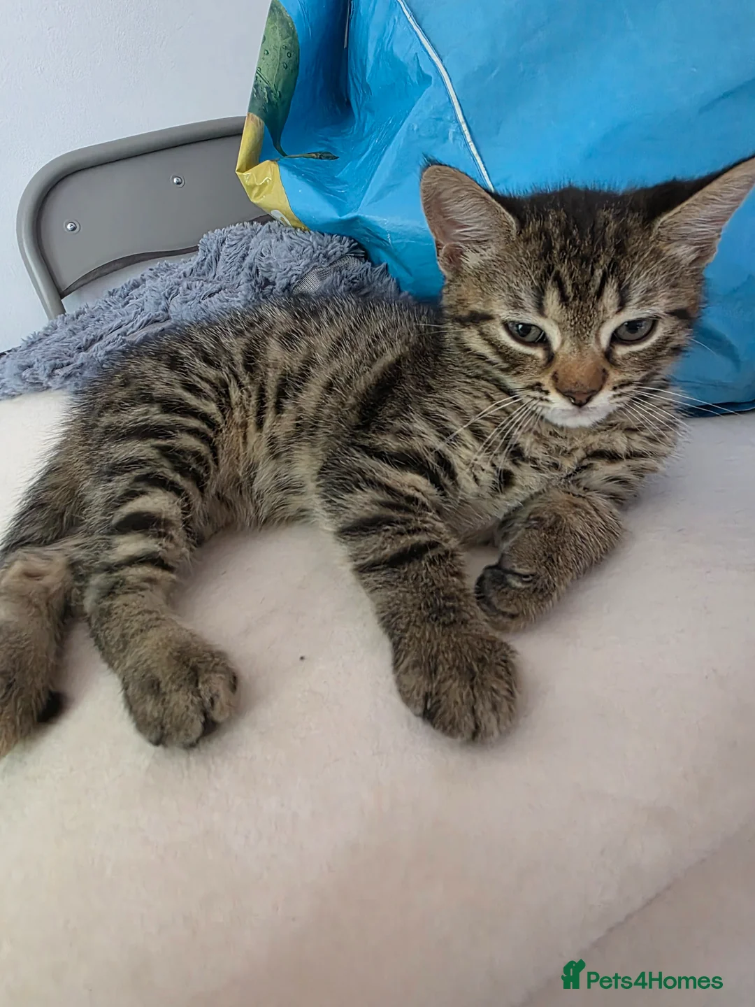 Mixed Breed cats for sale: 2 kittens for sale. 1 boy 1 girl. - Advert 1