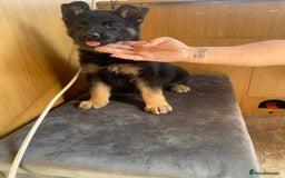 German Shepherd dogs for sale: German shepherd  - Image 7