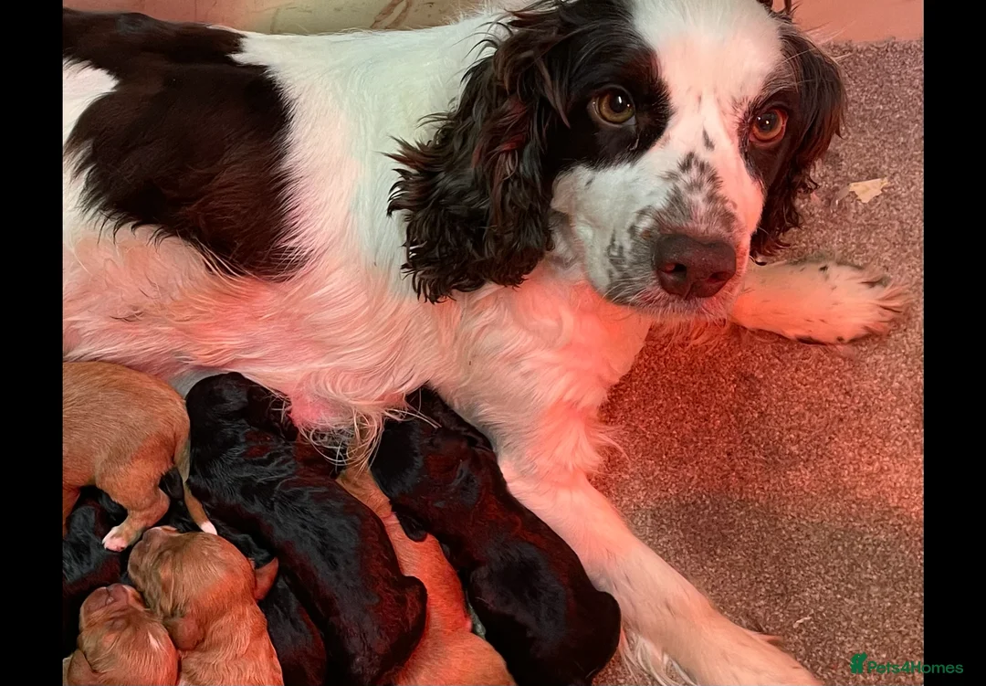 Cockapoo dogs for sale: QUALITY COCKERPOO PUPS .HEALTH TESTED 5 star  - Advert 1