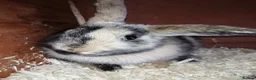 Mixed Breed rabbits for sale: Four female rabbits - Advert 2