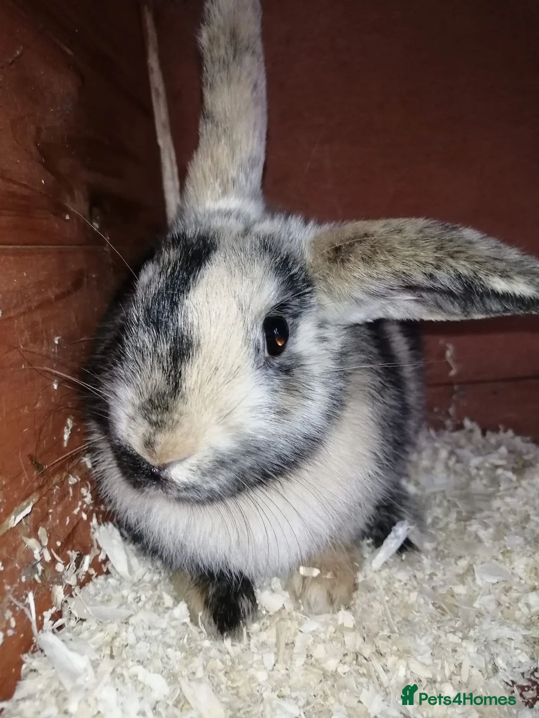 Mixed Breed rabbits for sale: Four female rabbits - Advert 2