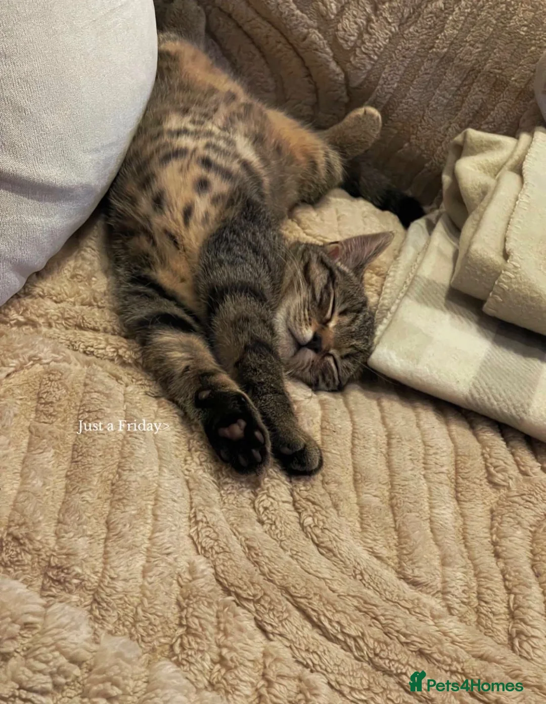 British Shorthair cats for sale: Beautiful Female British Short Hair - Advert 3