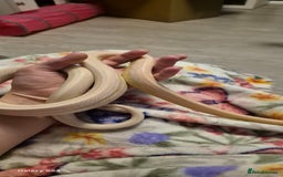 Corn Snake reptiles for sale: Male snow tessera corn snake for sale  in Orpington - Advert 1