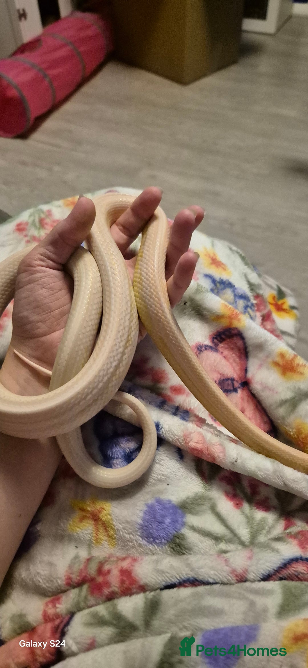 Corn Snake reptiles for sale: Male snow tessera corn snake for sale  in Orpington - Advert 1