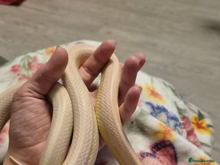 Corn Snake reptiles Male snow tessera corn snake for sale in Orpington - Advert 21