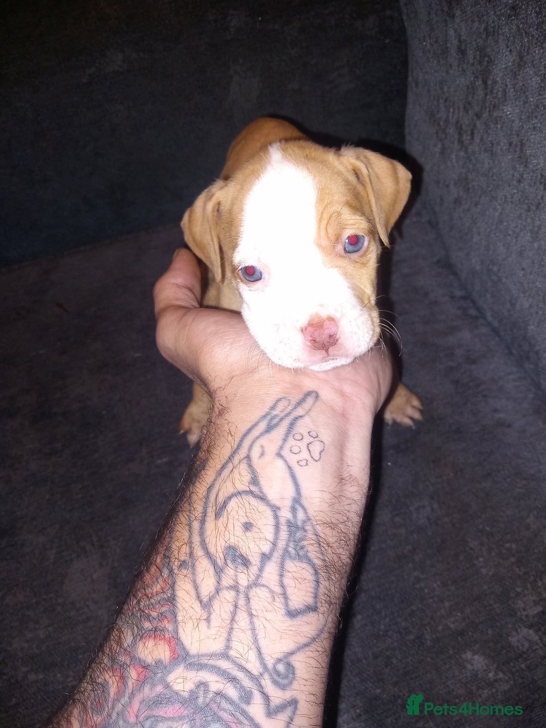 American Bulldog dogs for sale: Mr a FORD  - Advert 19