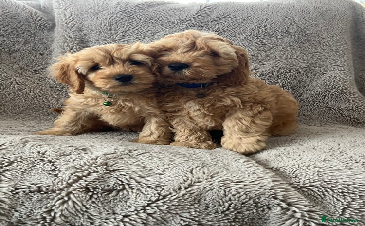 Cockapoo dogs - Advert 11