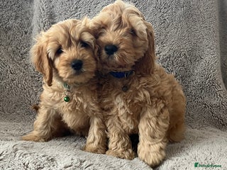 Cockapoo dogs - Advert 6