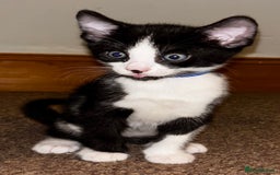 Bengal cats for sale: BENGAL❌KITTENS - Image 29