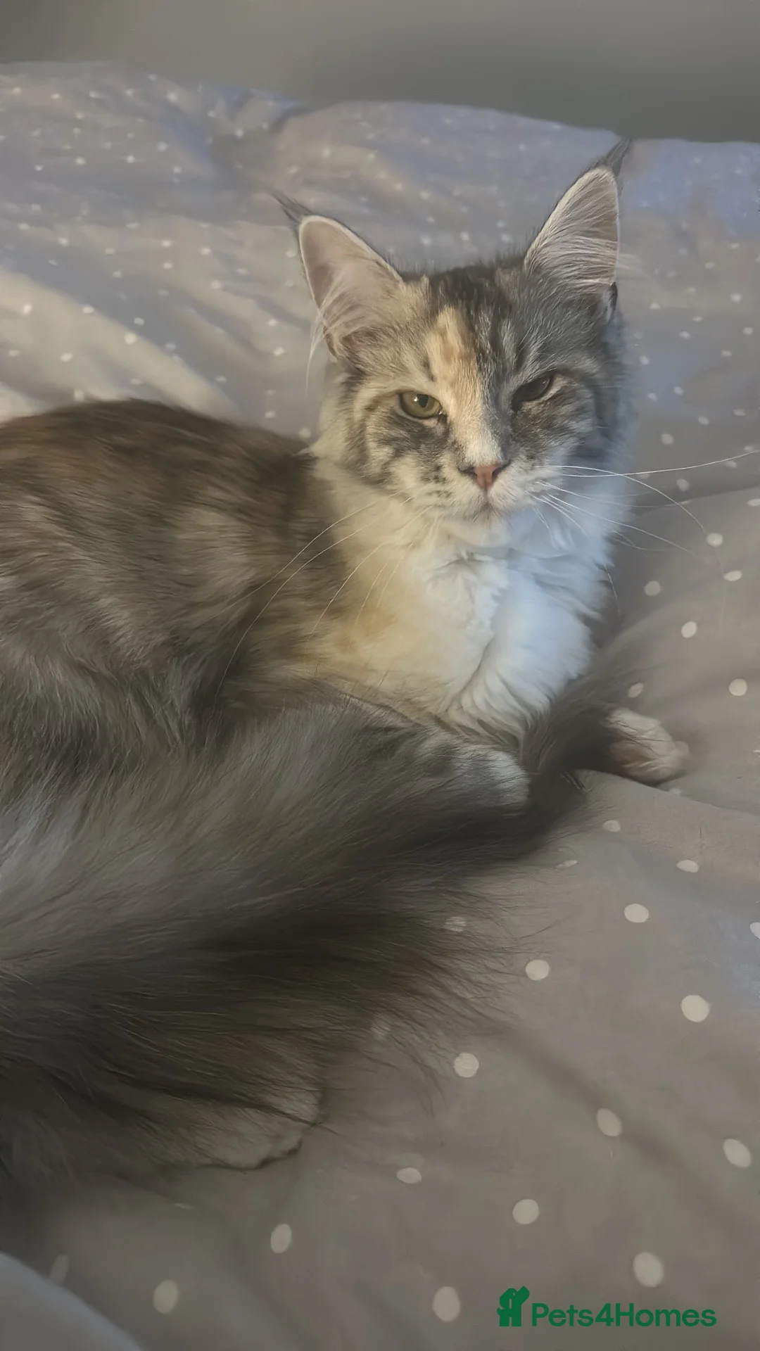 Maine Coon cats for sale: Stunning Maine Coon Kittens - Advert 2