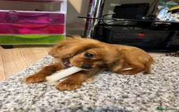 Cavalier King Charles Spaniel dogs for sale: Beautiful KC reg ruby puppies, home reared - Advert 4