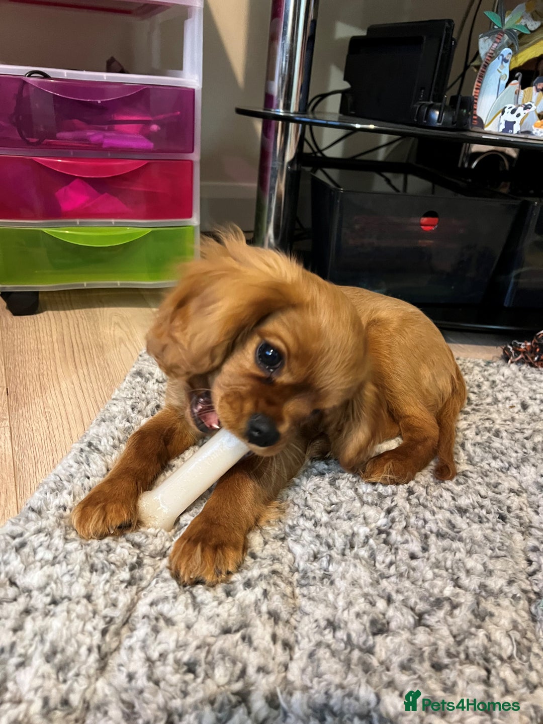Cavalier King Charles Spaniel dogs for sale: Beautiful KC reg ruby puppies, home reared - Advert 4