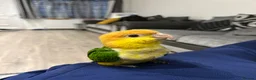 Parrots birds for sale: Tame Hand Reared Parrot Caique with huge Cage - Advert 8