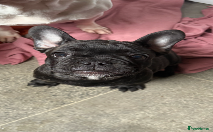 French Bulldog dogs - Advert 4