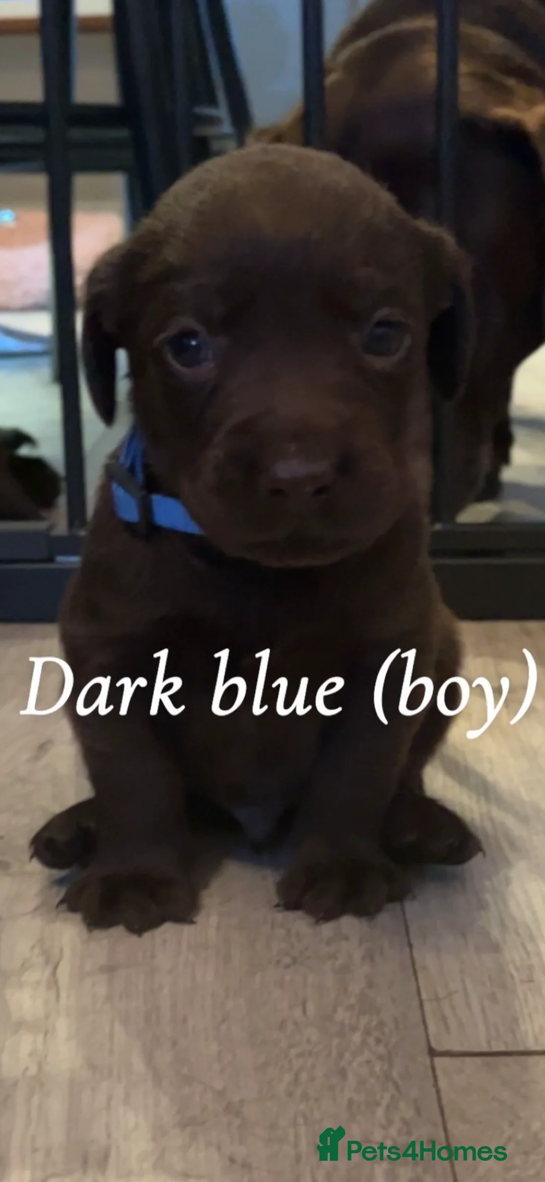 Labrador Retriever dogs for sale: Chocolate lab puppies  - Advert 1