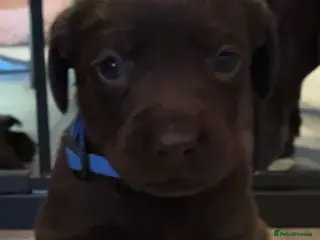 Labrador Retriever dogs Chocolate lab puppies - Advert 1