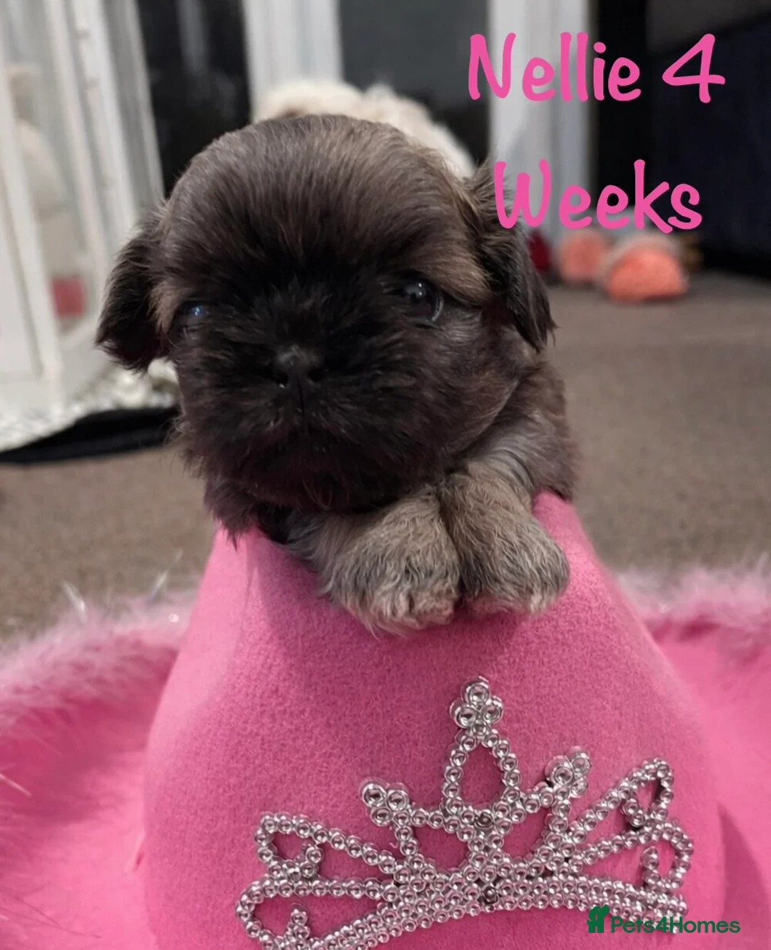 Shih Tzu dogs for sale: Beautiful tiny imperial Shih Tzu puppies in Maidstone - Advert 17