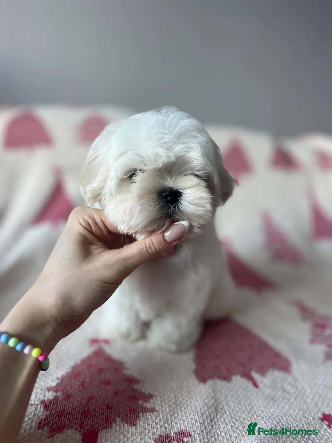 Maltese dogs for sale: Reduced price 💙Maltese cute puppies 💙 - Advert 8