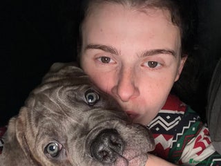 Mixed Breed dogs 1 sandy coloured puppy for sale mixed breed - Advert 7