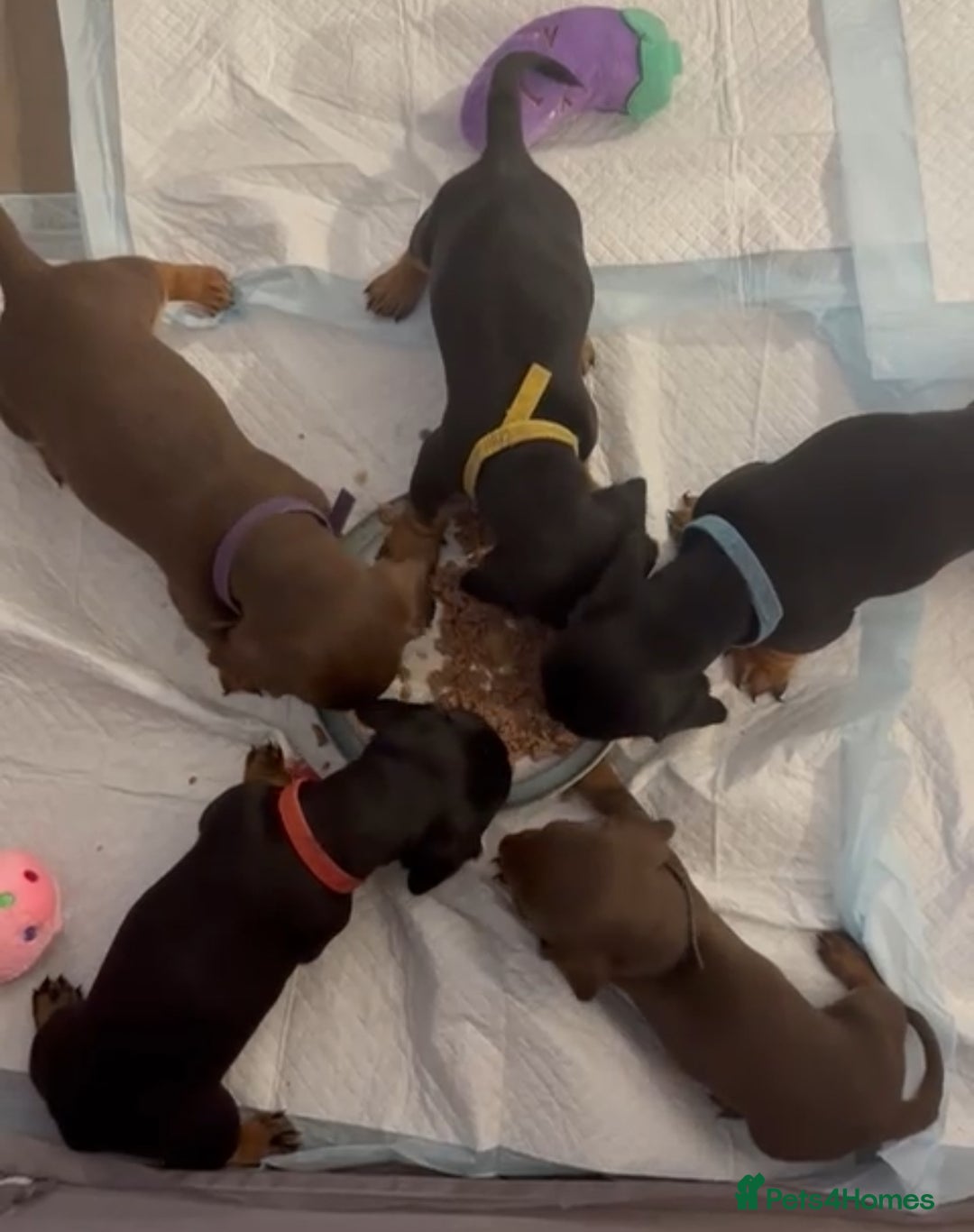 Dachshund dogs for sale: Gorgeous happy puppies  - Image 3