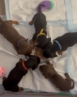 Miniature Dachshund dogs Gorgeous happy puppies - Advert 14