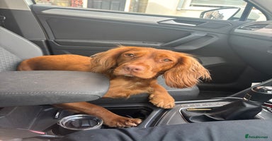 Cocker Spaniel dogs - Advert 1