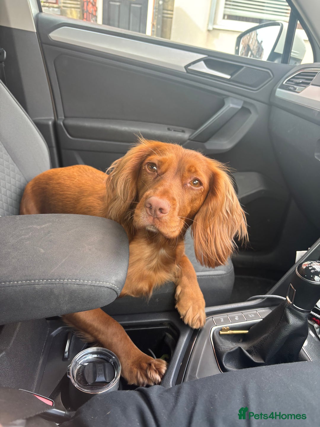 Cocker Spaniel dogs for sale: Working cocker spaniel pups due on 19th November - Image 3
