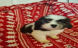 Mixed Breed dogs for sale: Tebetan terrier x shih tzu  - Image 1