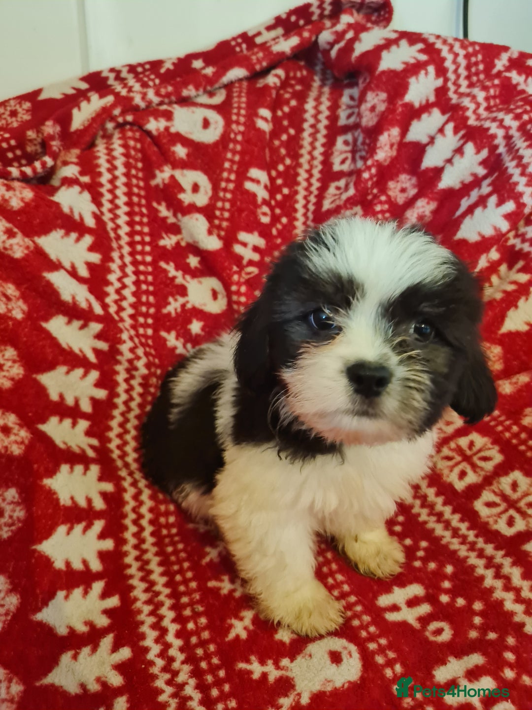 Mixed Breed dogs for sale: Tebetan terrier x shih tzu  - Image 1