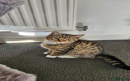 Mixed Breed cats for sale: 6 kittens for sale - Advert 3