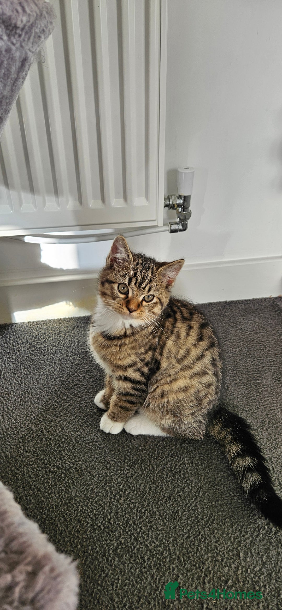 Mixed Breed cats for sale: 6 kittens for sale - Advert 3