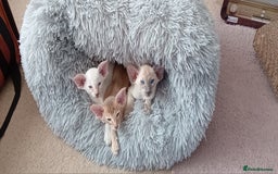 Siamese cats for sale: Blue point siamese male - Image 1