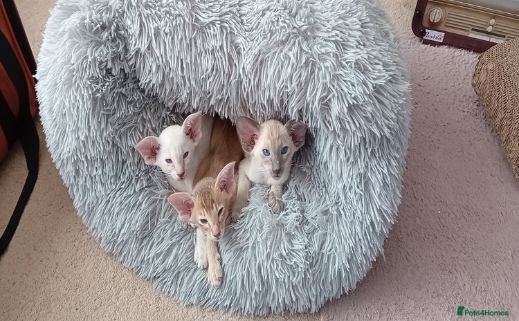 Siamese cats - Advert 1