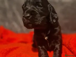 Sprocker dogs 3 BEAUTIFULL SPROCKERS FOR SALE! - Advert 5