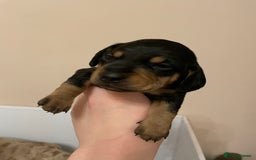 Miniature Dachshund dogs for sale: Miniature dachshund pups  - Image 14