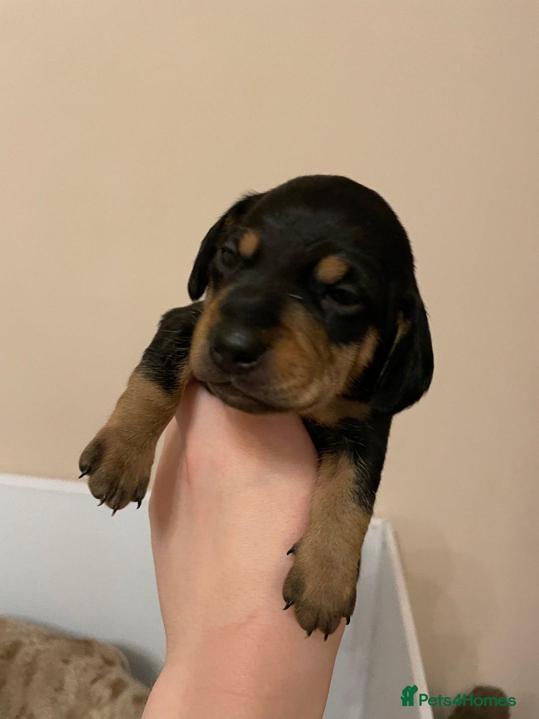 Miniature Dachshund dogs for sale: Miniature dachshund pups  - Image 14