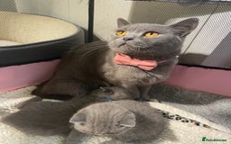 British Shorthair cats for sale: Stunning British short hair GCCF/TICA - Advert 13