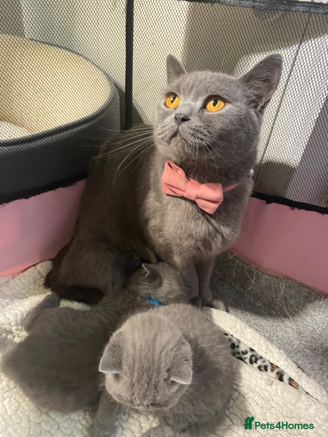 British Shorthair cats for sale: Stunning British short hair GCCF/TICA - Advert 13