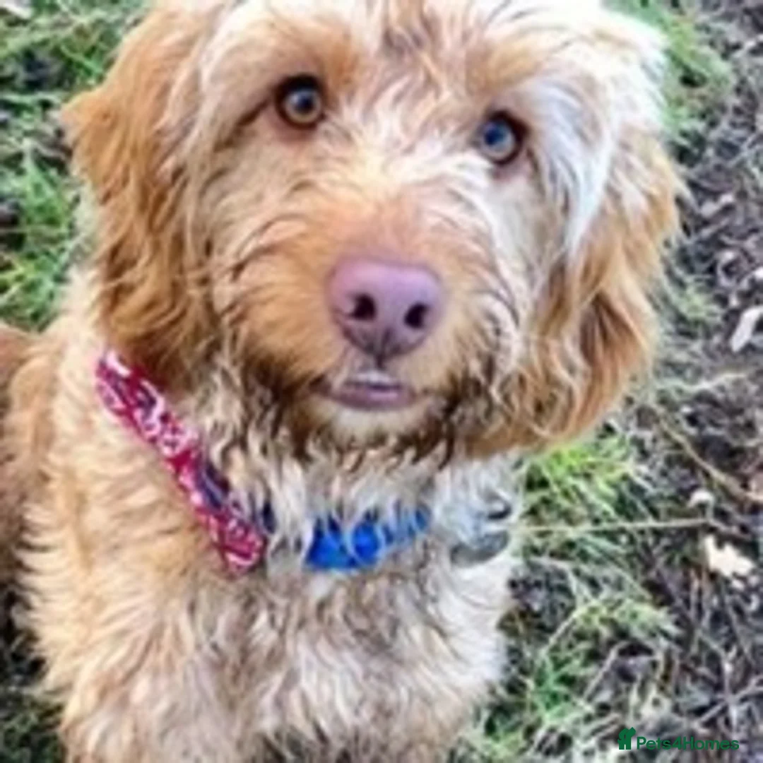 Cockapoo dogs for stud: BAXTER Makes Beautiful Babies 🐾 in Haddington - Advert 14