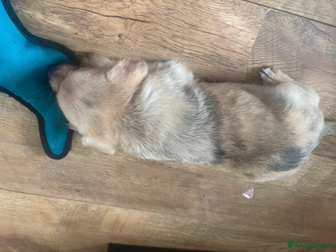 Chihuahua dogs for sale: 🩷 FAWN/ MERLE GIRL STILL AVAILABLE🩷 - Image 3