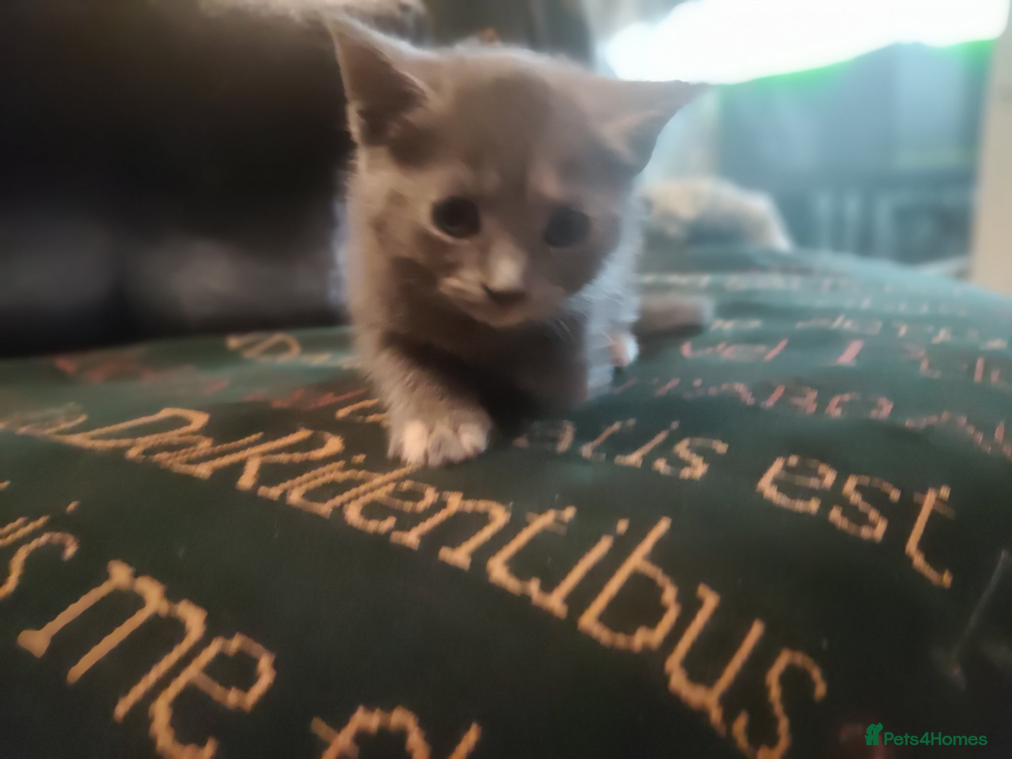 Mixed Breed cats Gorgeous kittens - Advert 3
