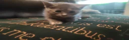 Mixed Breed cats for sale: Gorgeous kittens - Advert 1
