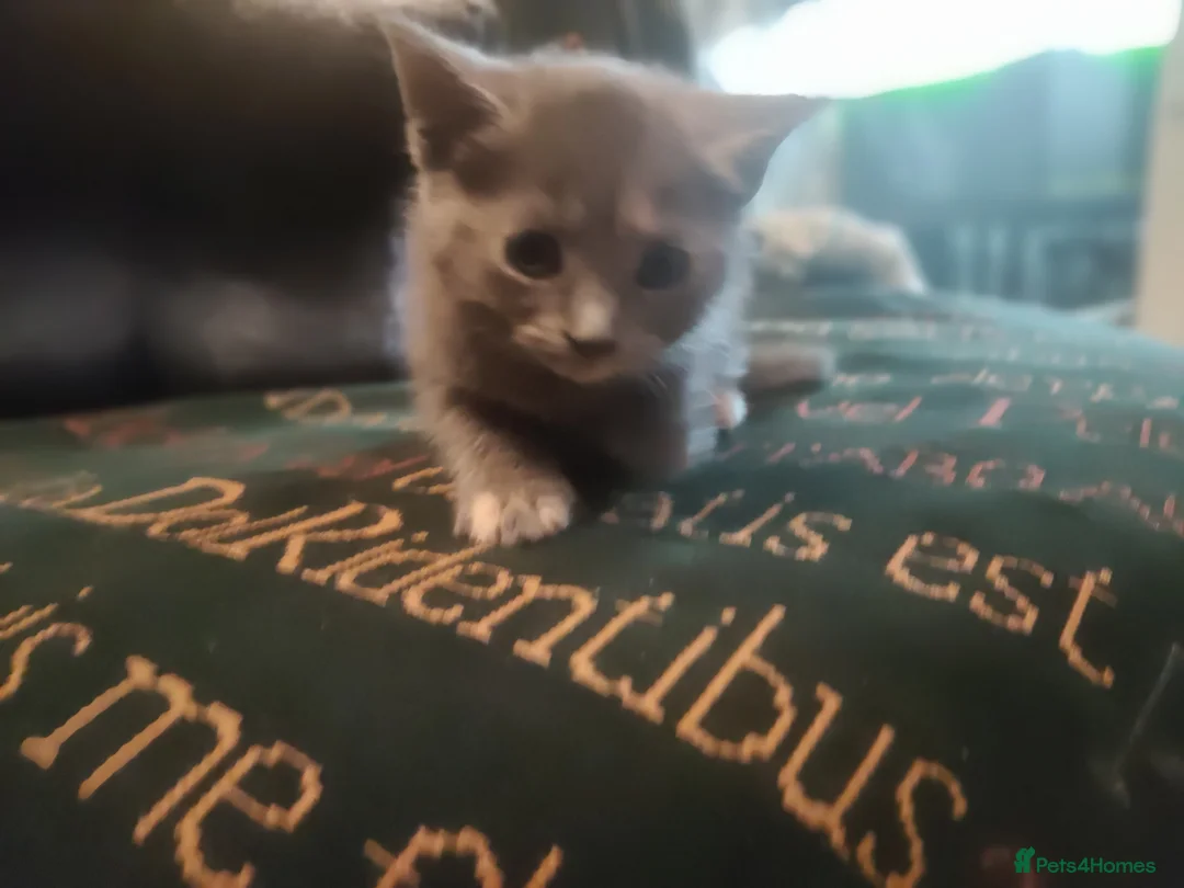 Mixed Breed cats for sale: Gorgeous kittens - Advert 1